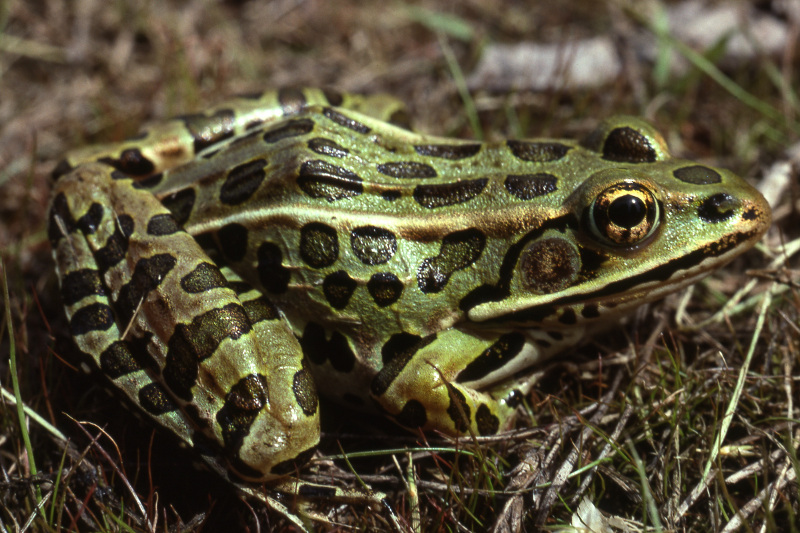 Northern leopard frog (Lithobates pipiens). Northern leopard frog (Lithobates pipiens). Credit: Jack Ray